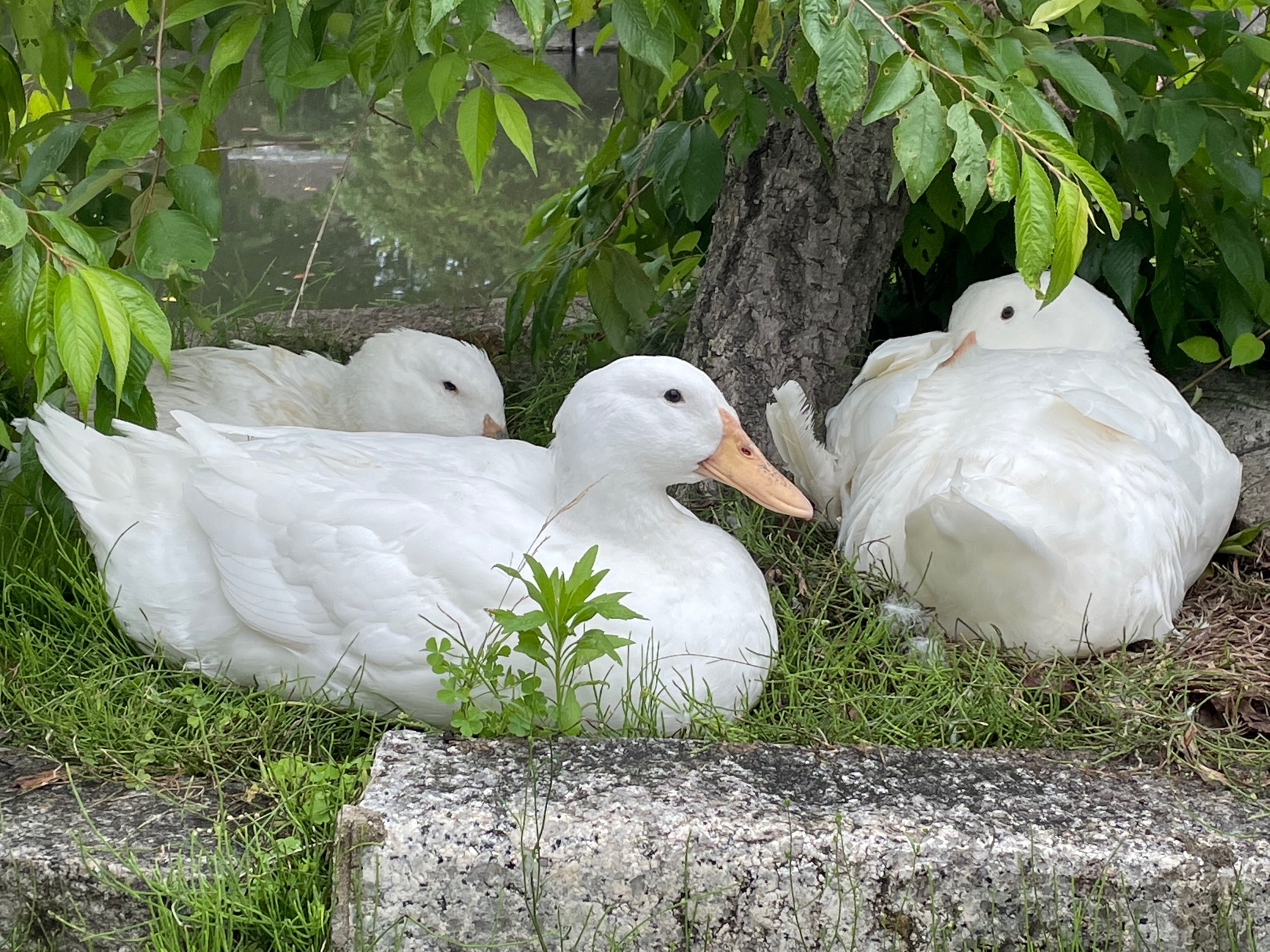 アヒル